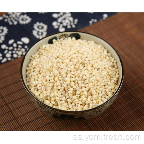 Grano de arroz de sorgo